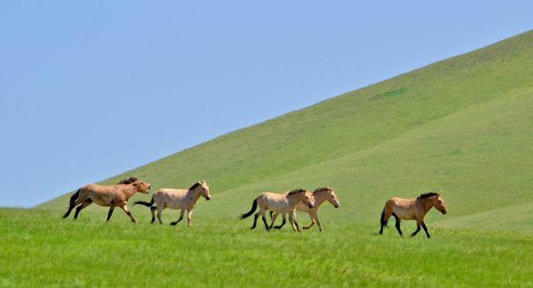 Лошади в Национальном парке Хустай