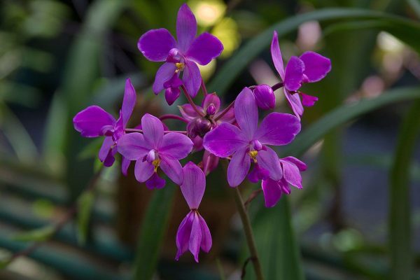 Орхидея в Сальто-де-Соро