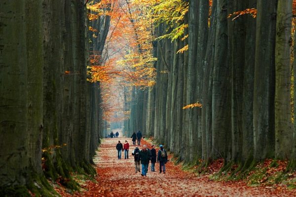 Суаньский лес в Бельгии
