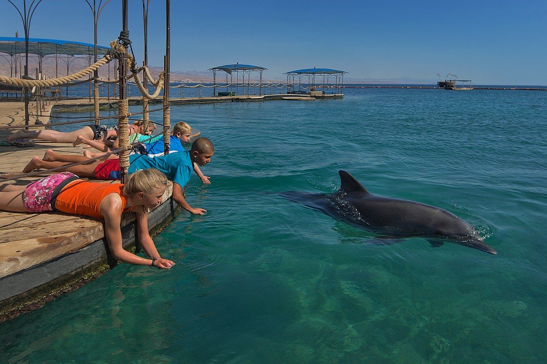 delfiniy rif v izraile