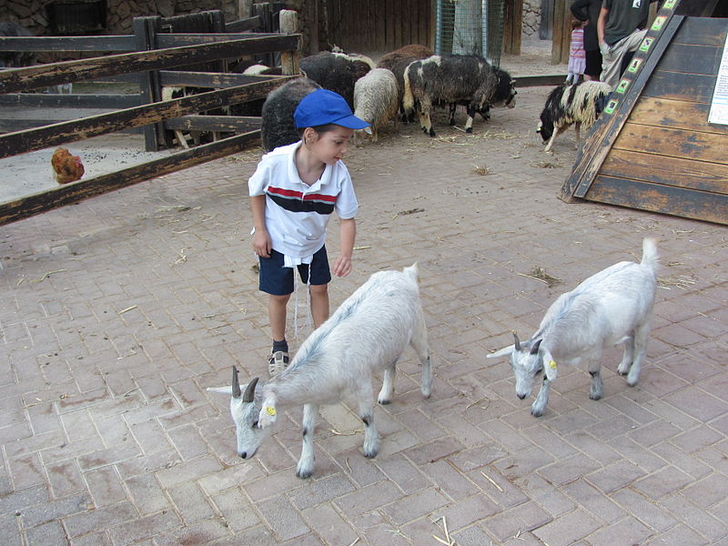 detskiy ugolok v ierusalimskom bibleyskom zooparke