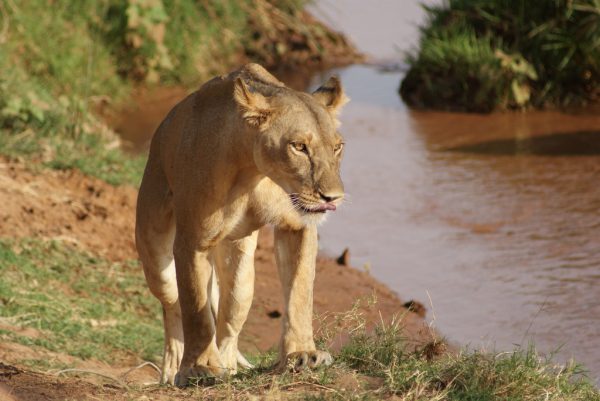 Львица в Национальном заповеднике Самбуру