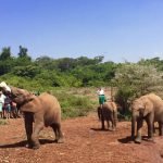 Слонята в Национальном парке Найроби