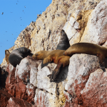 Морские львы отдыхают на скалистых островах Бальестас