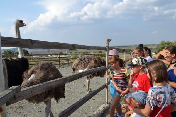 Денисовская страусиная ферма недалеко от Симферополя