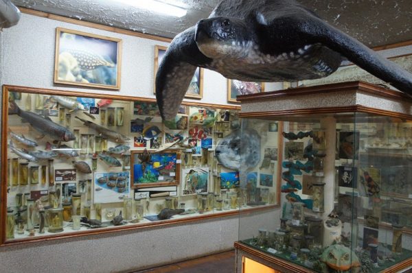 Зоологический музей в Самаре