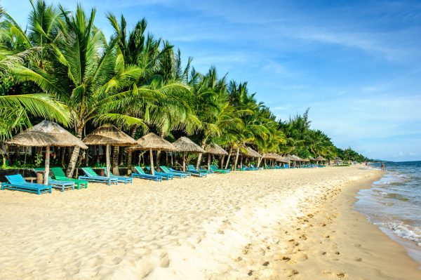 Шезлонги и зонтики под пальмами на побережье пляжа Лонг Бич