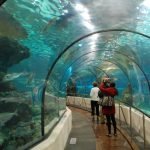 Тоннель аквариума Винпёрл
