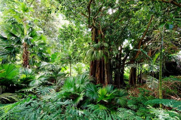 Растения и деревья в Ботаническом саду Сейшел