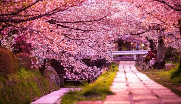 Цветение сакуры в Киото