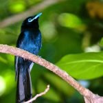 Сейшельская редкая птица — райская мухоловка