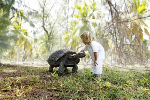 Мальчик гладит большую черепаху