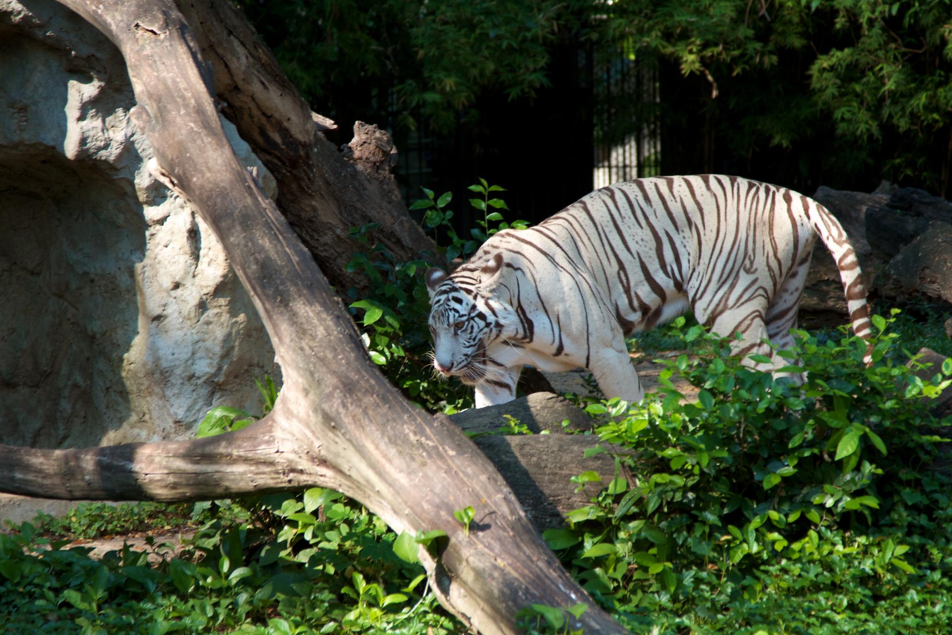 Жизнь животных в зоопарке. Зоопарк Дусит Dusit Zoo. Bangkok Дусит зоопарк. Зоопарк Дусит Бангкок фото. Сафари парк Бангкок.