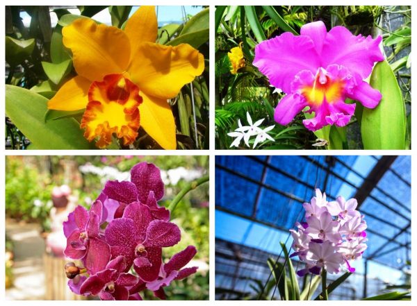 Сад орхидей на Пхукете