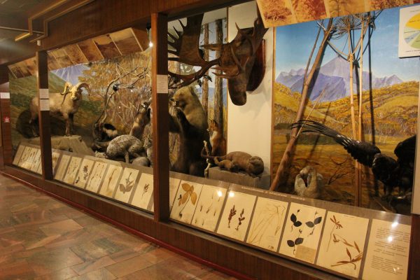 Камчатский краевой объединённый музей